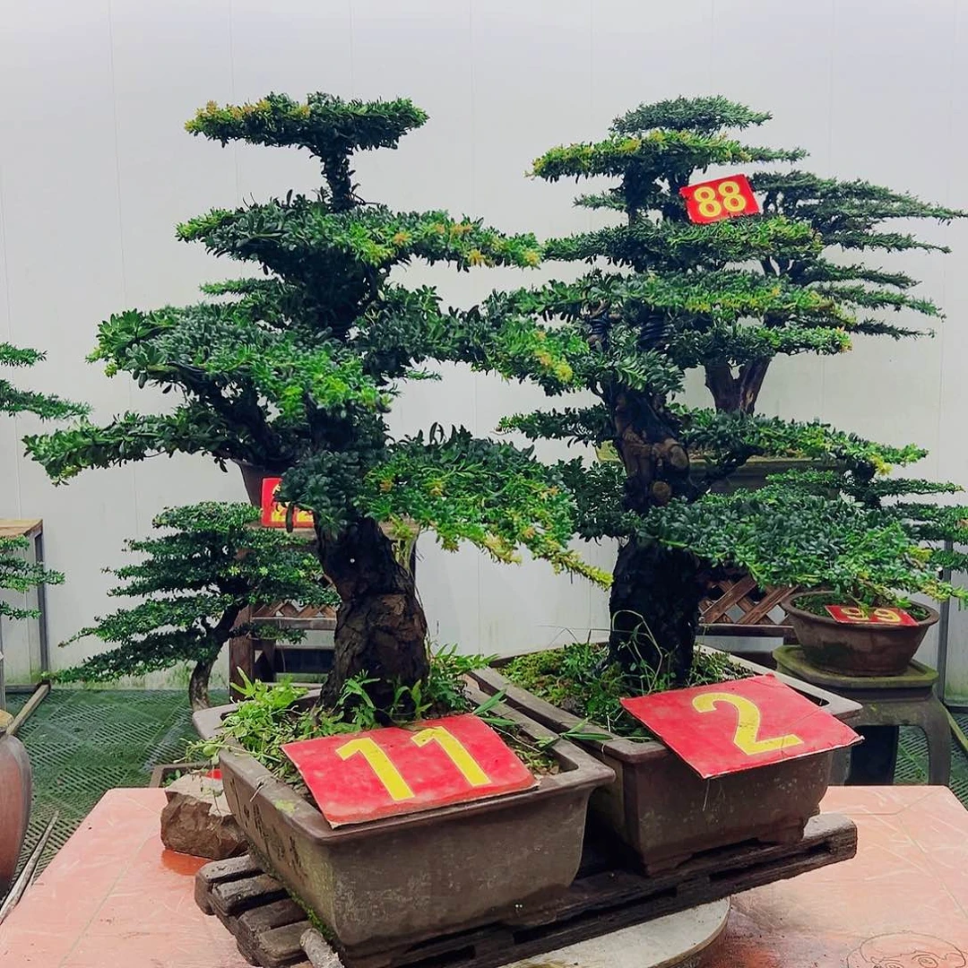 不开花植物罗汉松