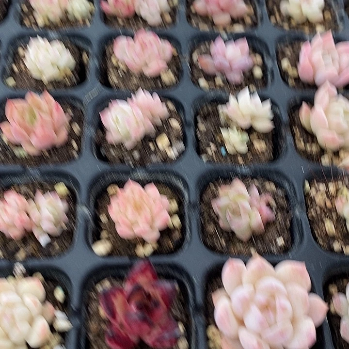 73 多肉植物盆栽花卉