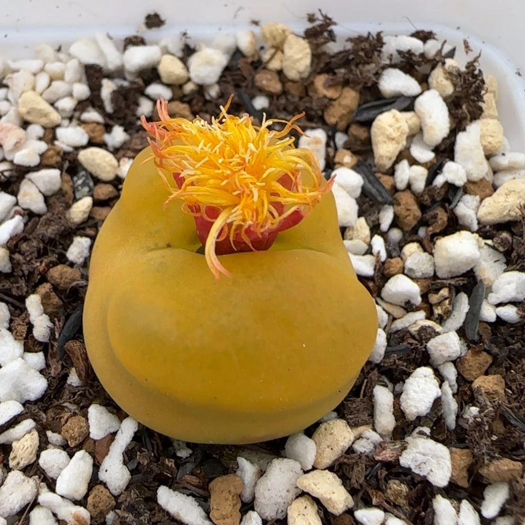 11.7爱萌多肉蟠桃祖宗母本福利特8058