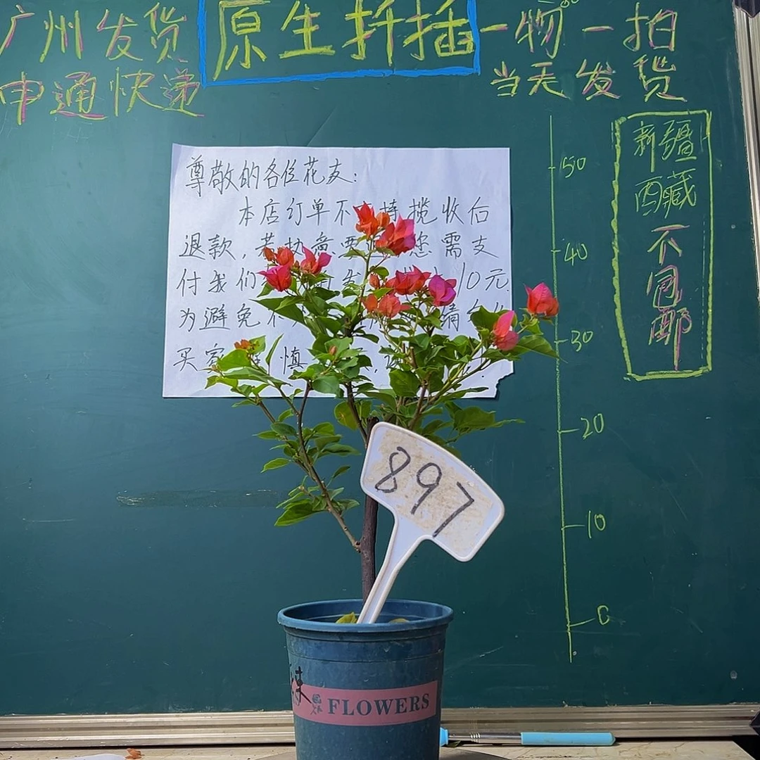 当前无花栽培后可以开花   热带花束有暗斑  897