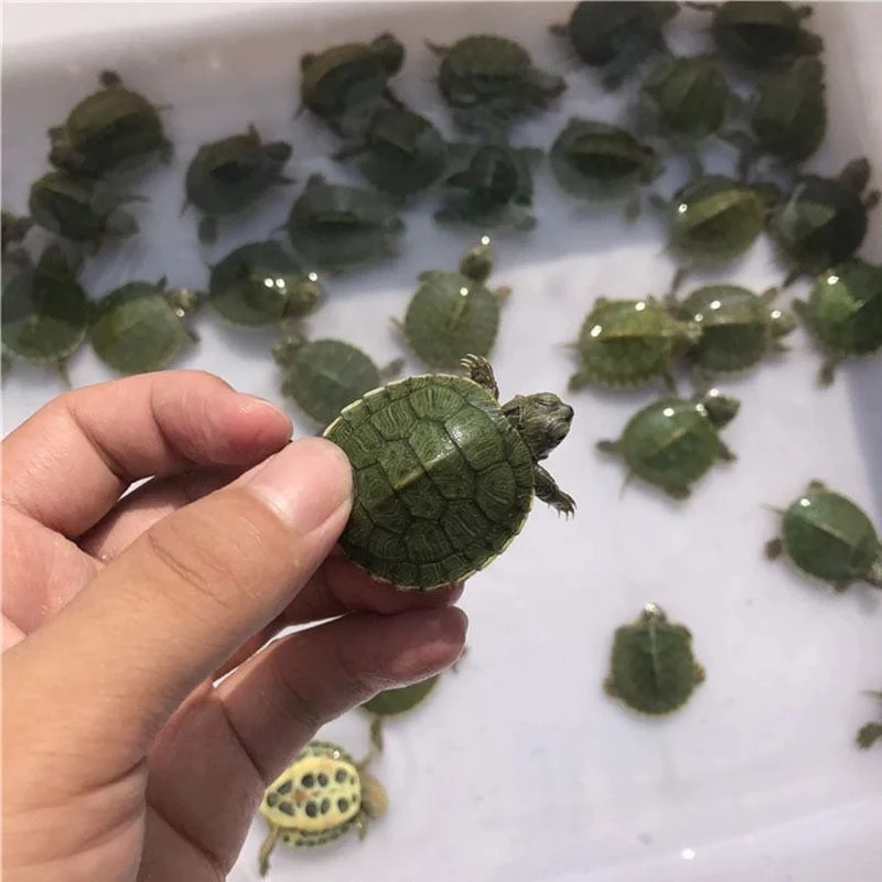 龟活体宠物观赏水龟红耳龟绿色小乌龟深水招财龟