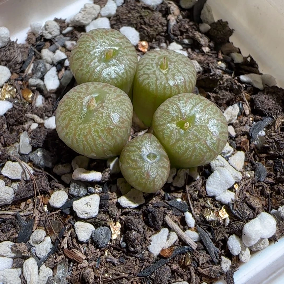 肉锥多肉植物组合-流水铜壶1143