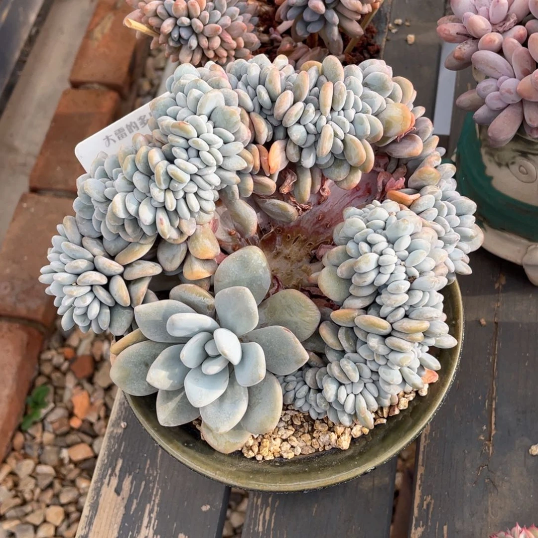 0261粉兔缀不带盆19厘米