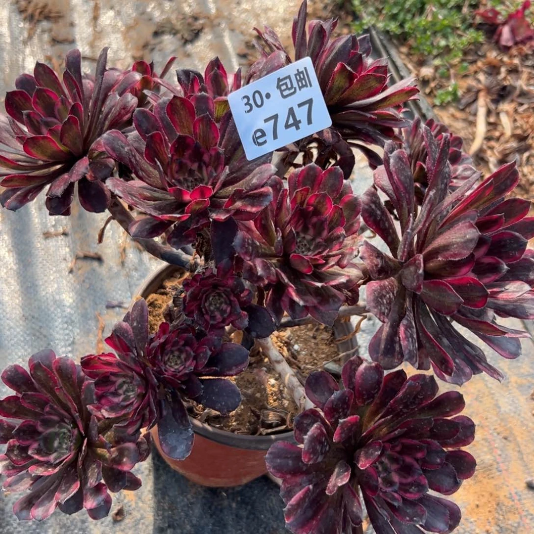 747红金刚多肉法师