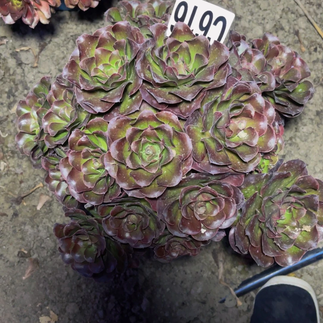 魅金法师16/////—32包邮