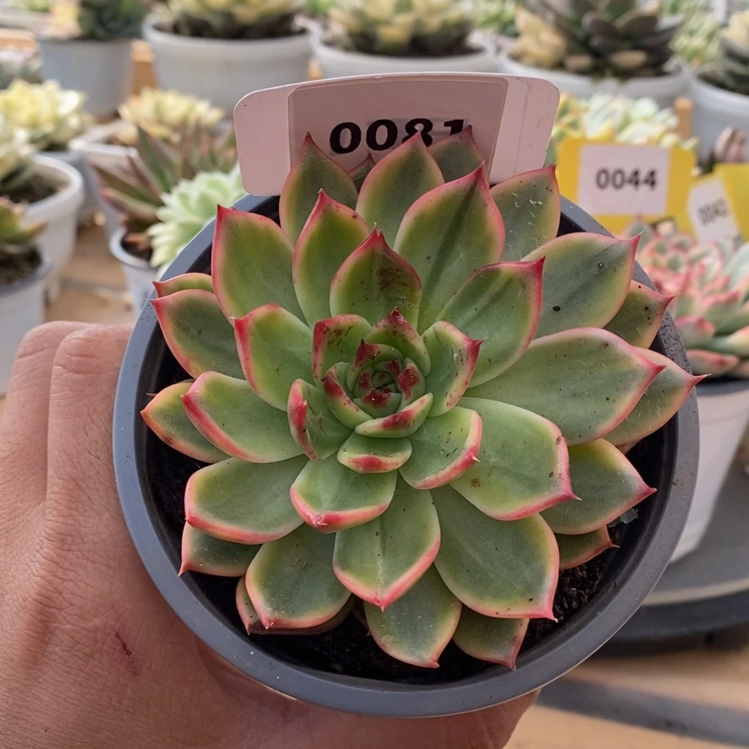 0081桃花哈哈哈哈