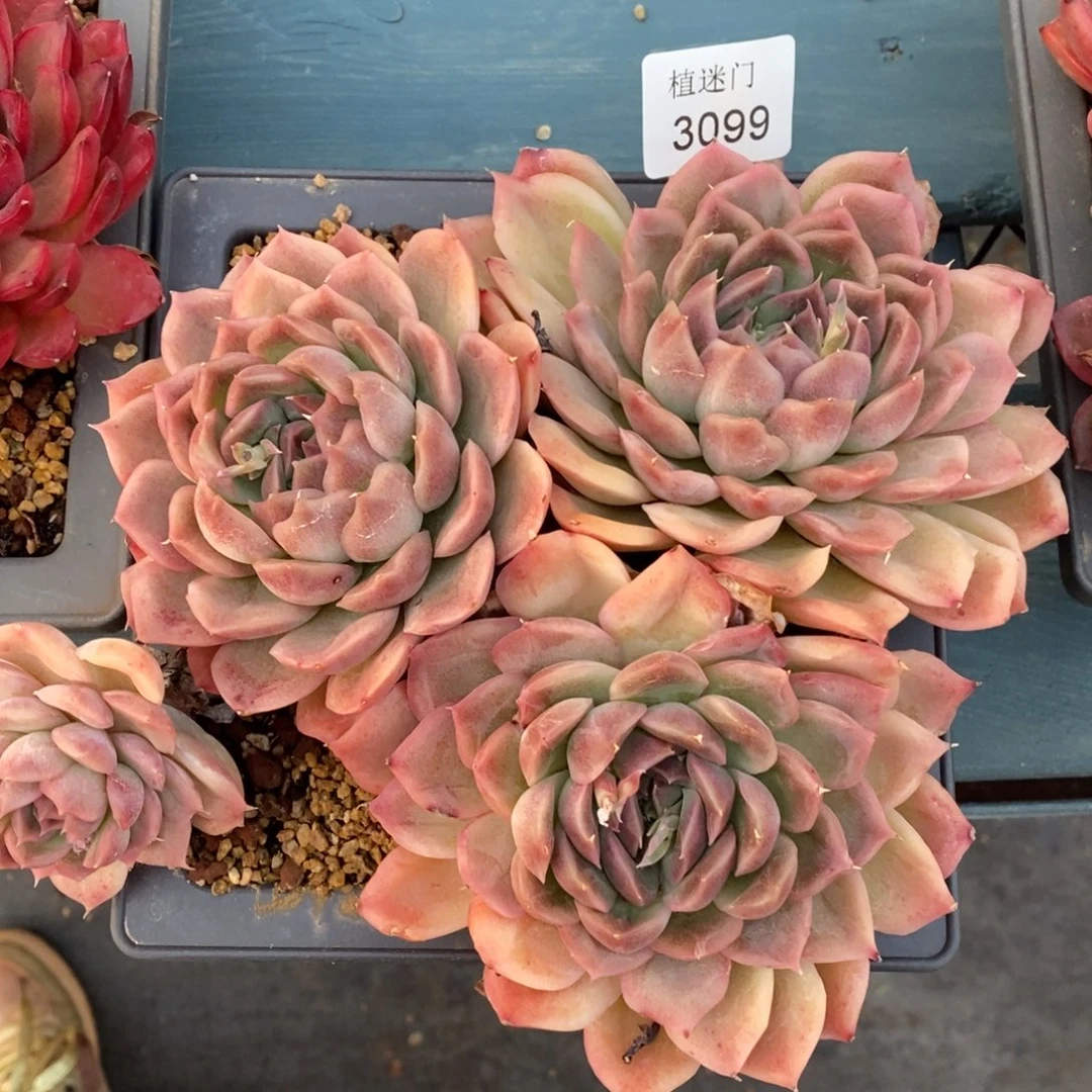 P**g女神节快乐3099