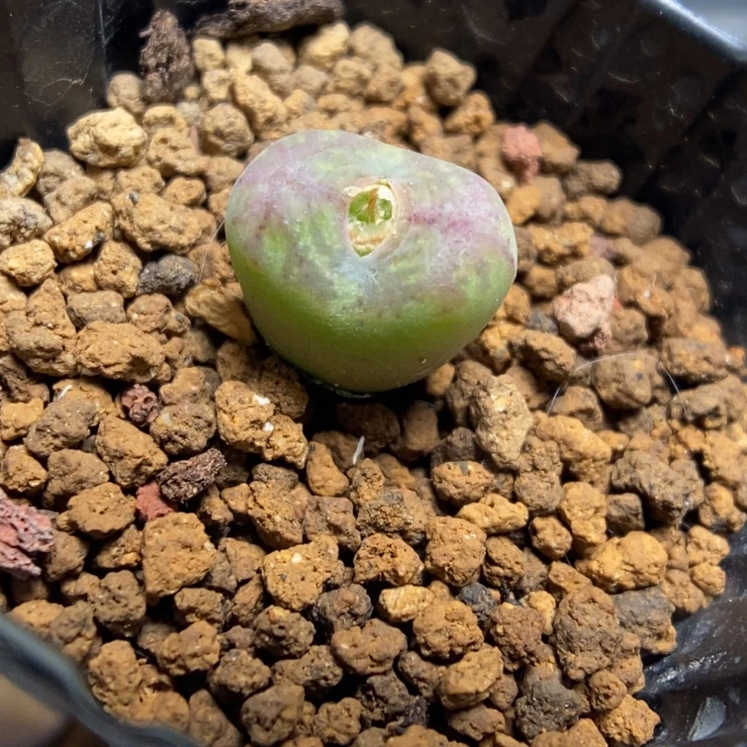 多肉植物肉锥杂交K-4994