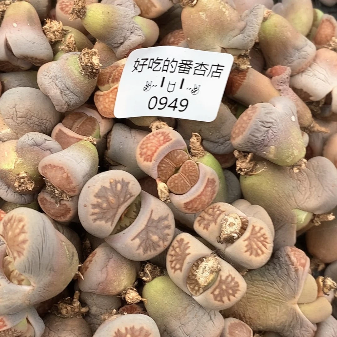 0949。随机100颗，很多双头