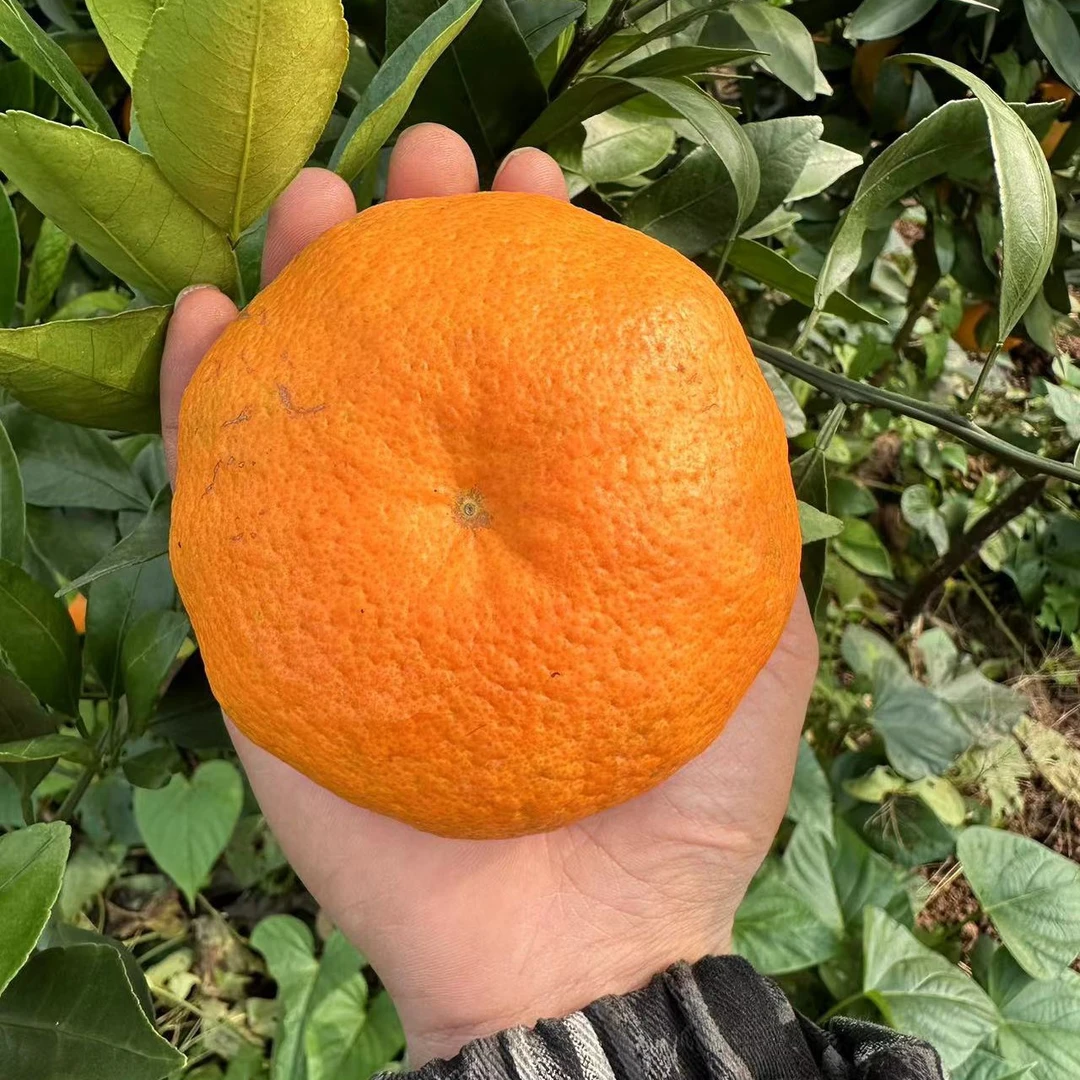 耙耙柑果树成都发货