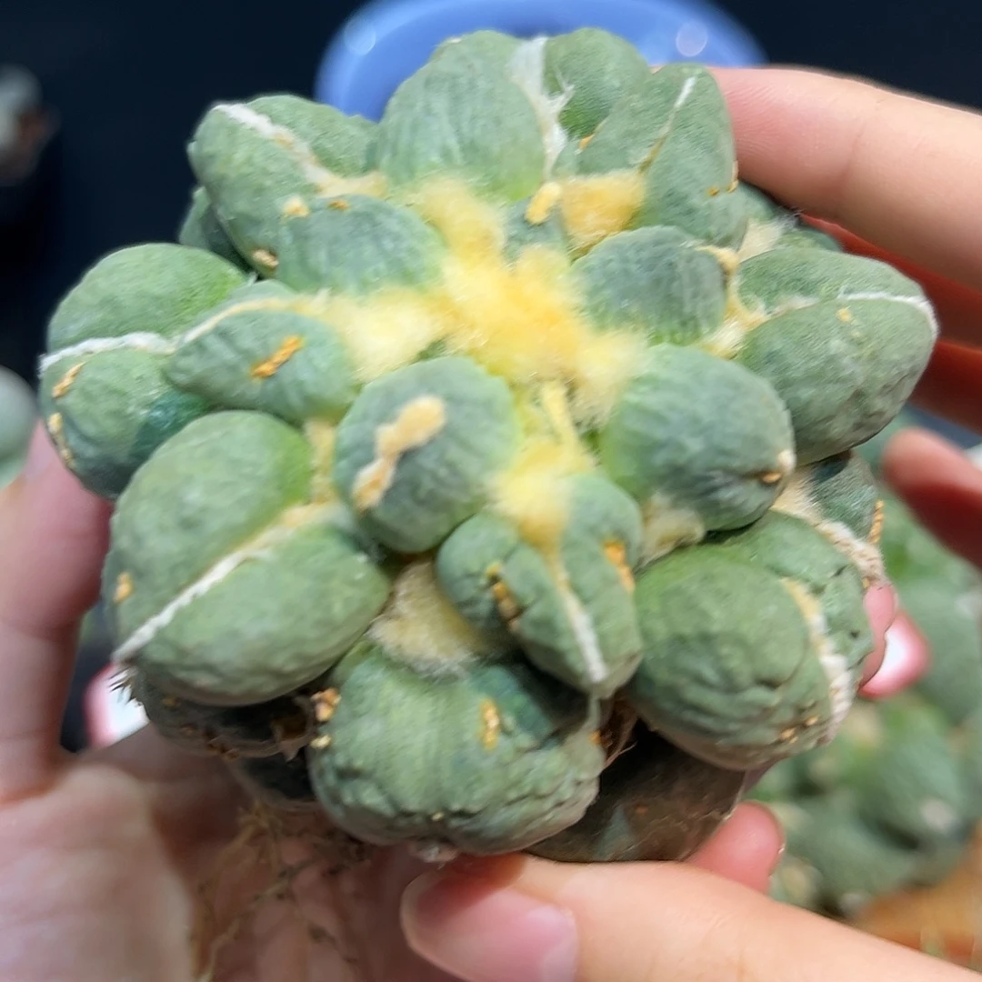 37号8cn自根中筋三指蛋怒