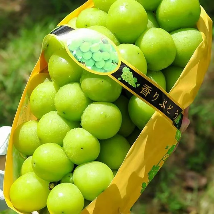 京东包邮阳光玫瑰新鲜采摘