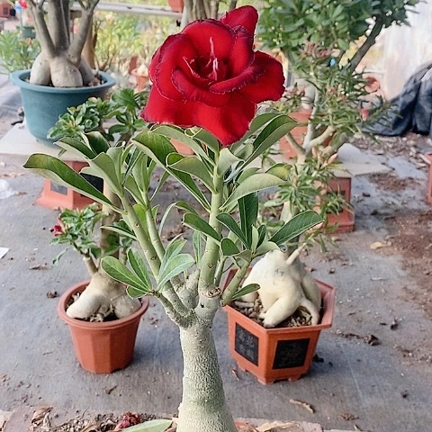 【闪购商品】无花朵?***业