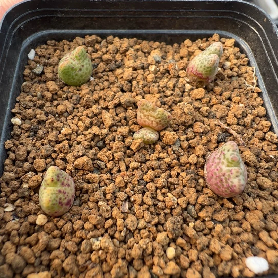 16-179肉锥多肉植物，