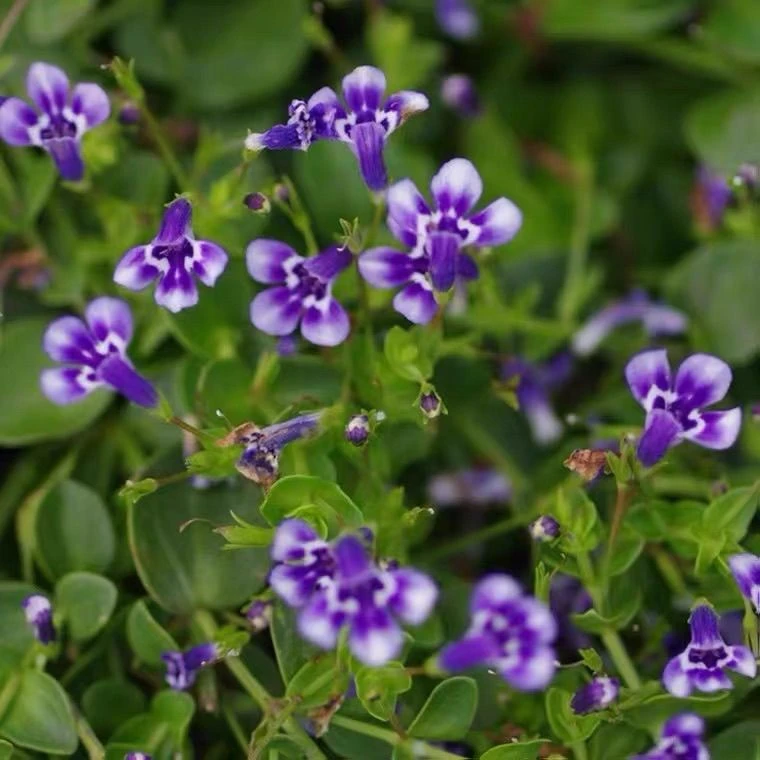瞳草多年生宿根天使之泪盘草坪40×40cm四季常青蔓延好养