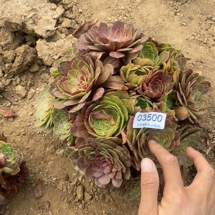 03500花月夜多肉植物