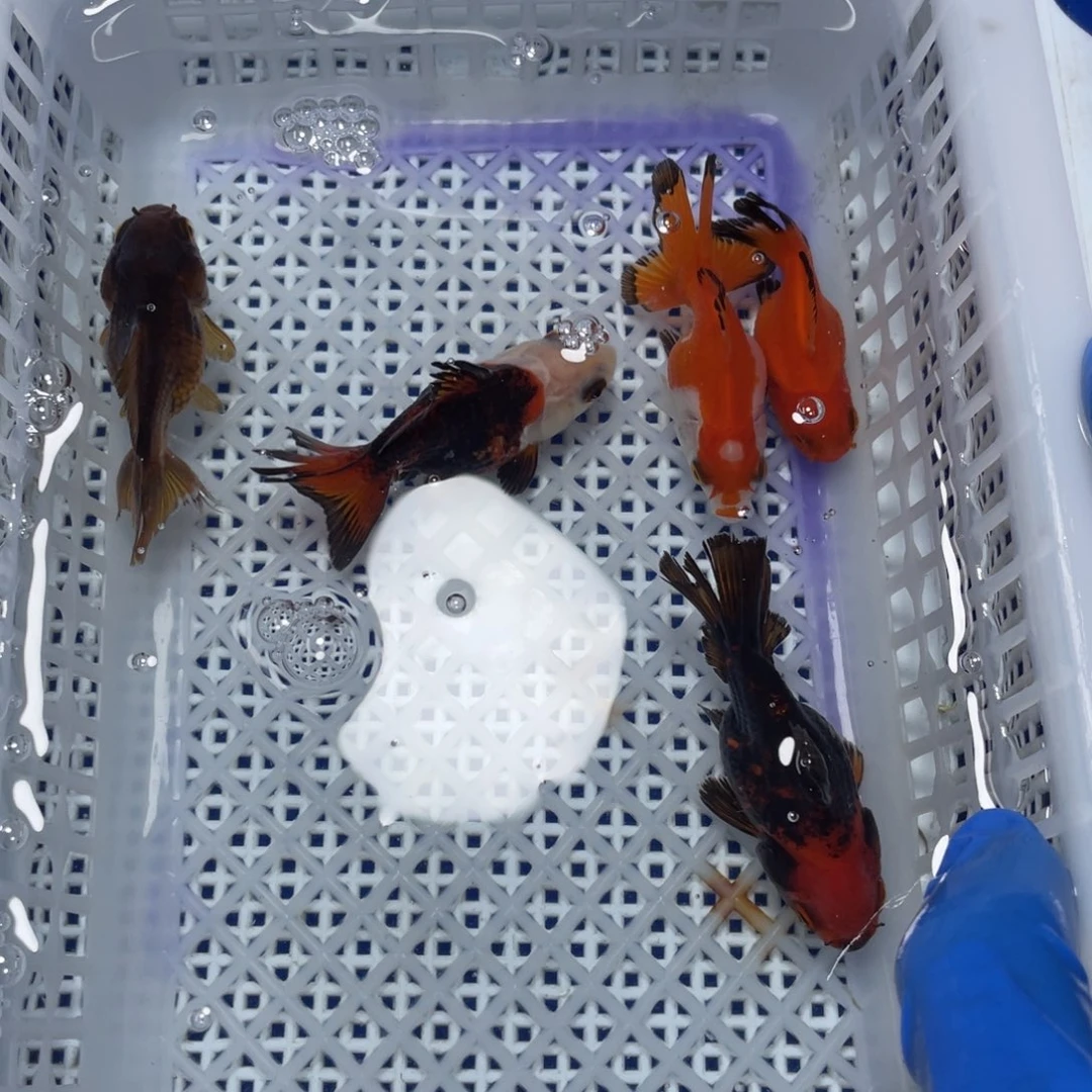 海水鱼花泰狮金鱼19