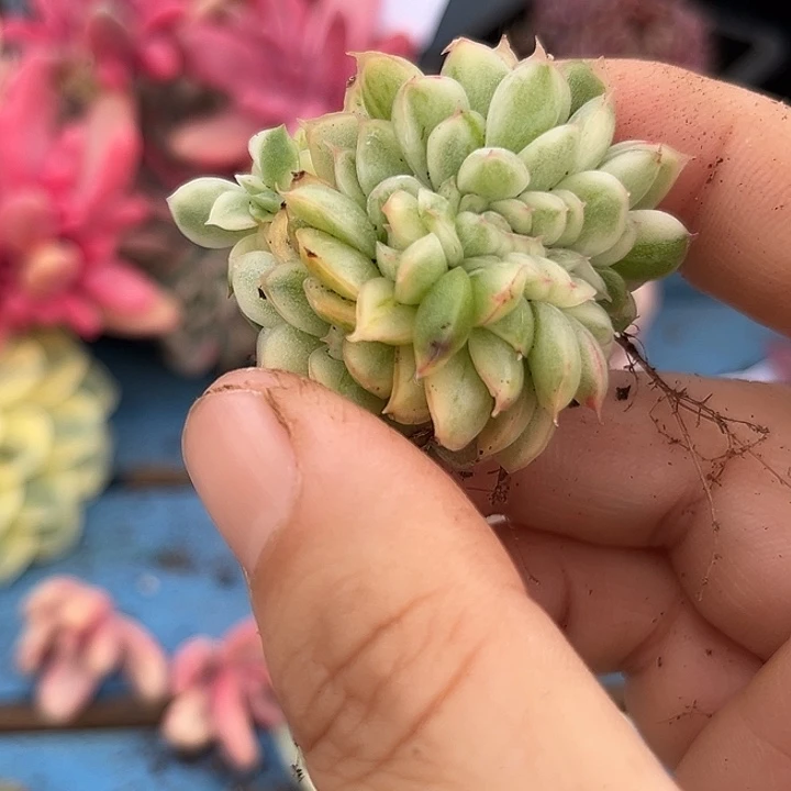 3313麦秆锦缀化多肉植物