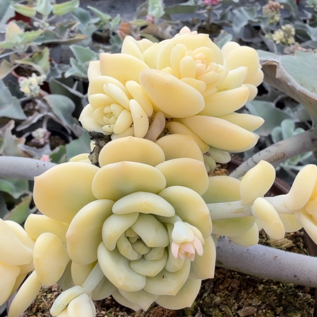 腹轮锦望舒腹轮锦