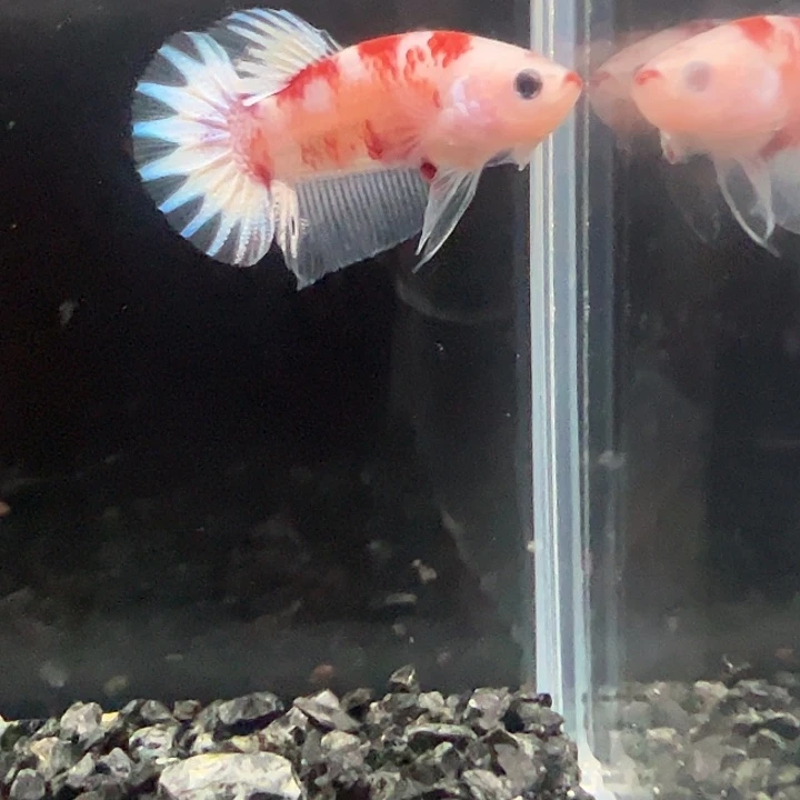 斗鱼一单包邮3日142