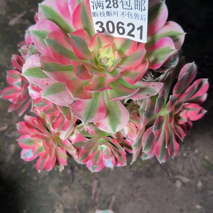 30621女巫多肉植物