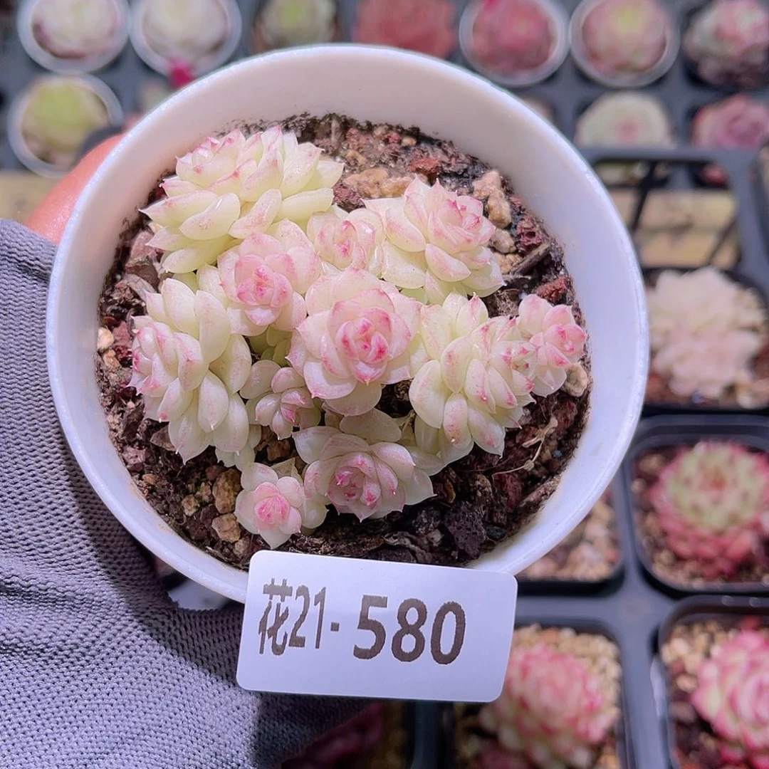 花21-580白天鹅群