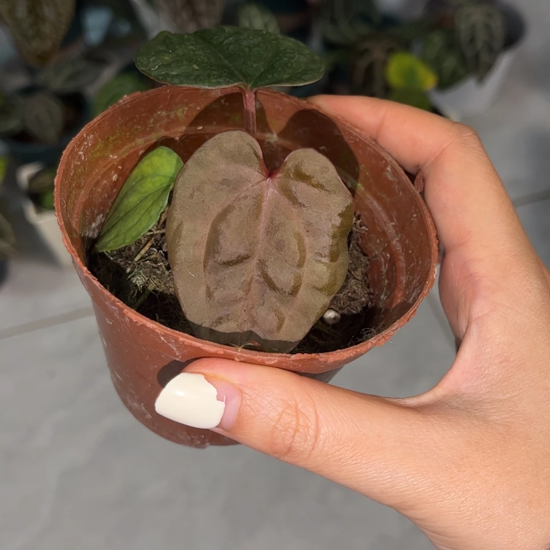 无花朵紫水晶杂奢华（957）