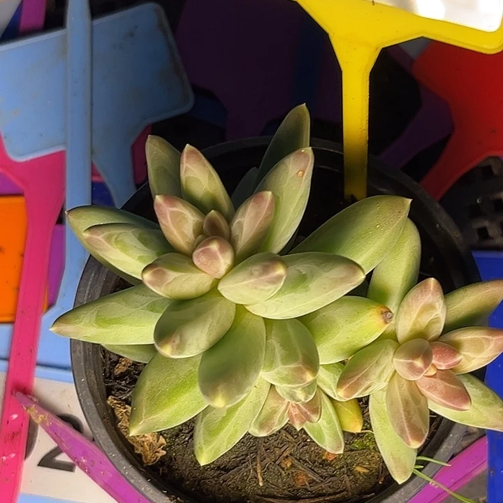 凤羽一物一拍962.