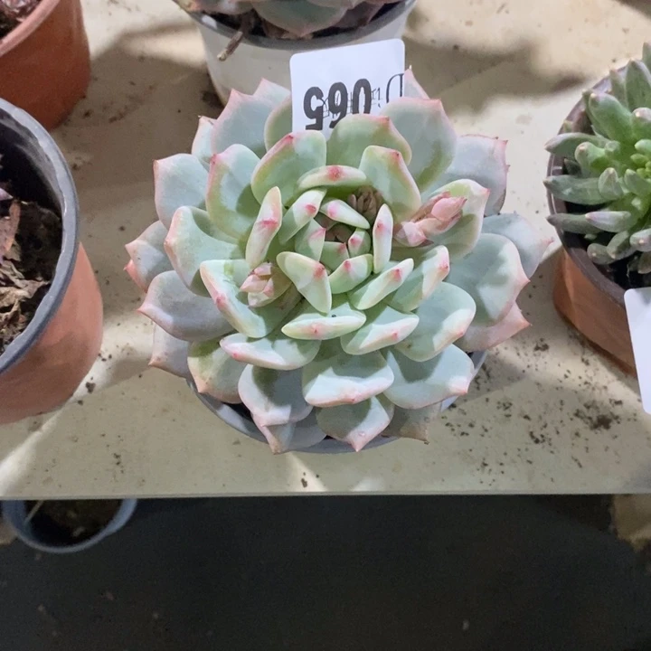 是***呀065松果多肉植物多肉