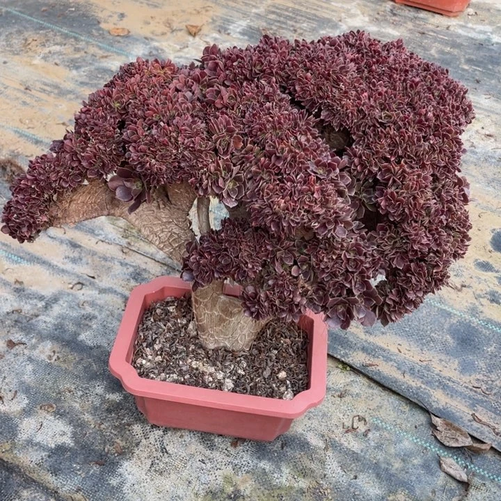 法师老桩缀化玫瑰