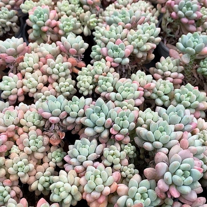 44。泡泡酱。福利多多