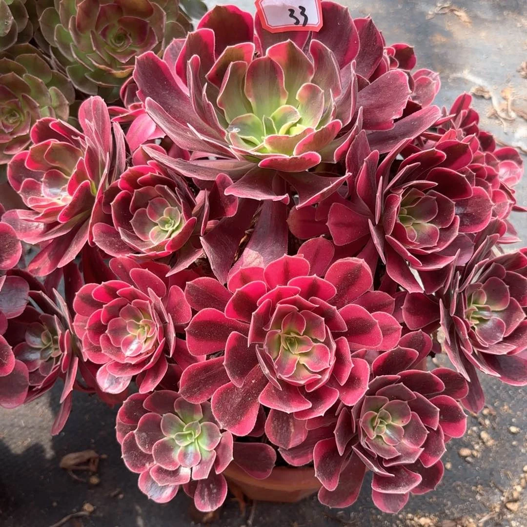 无花朵33风冠多肉植物