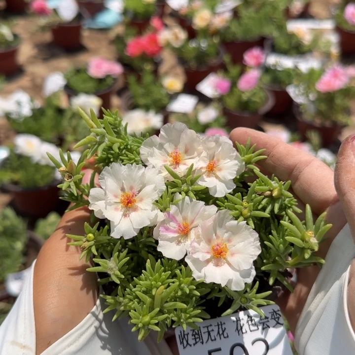 无花朵502超小苗盆口10cm