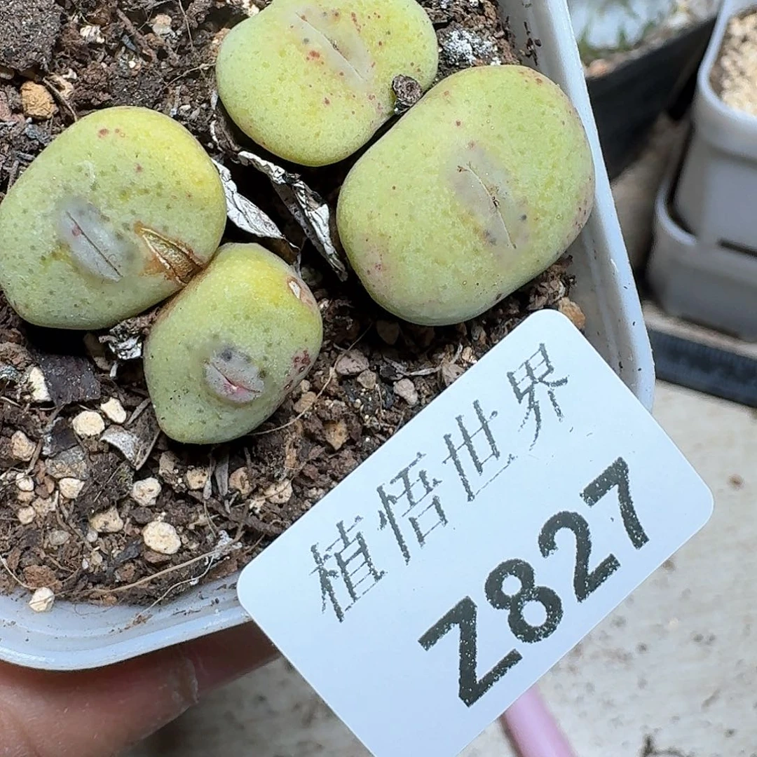 827汉多肉植物哇cv