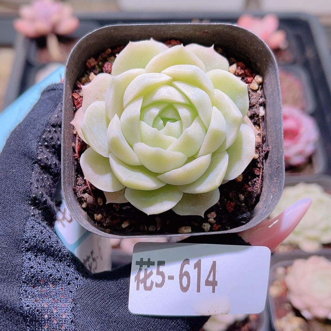花利美5-614麦秆
