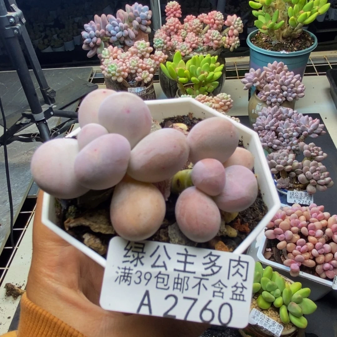 760水光针多肉5c m