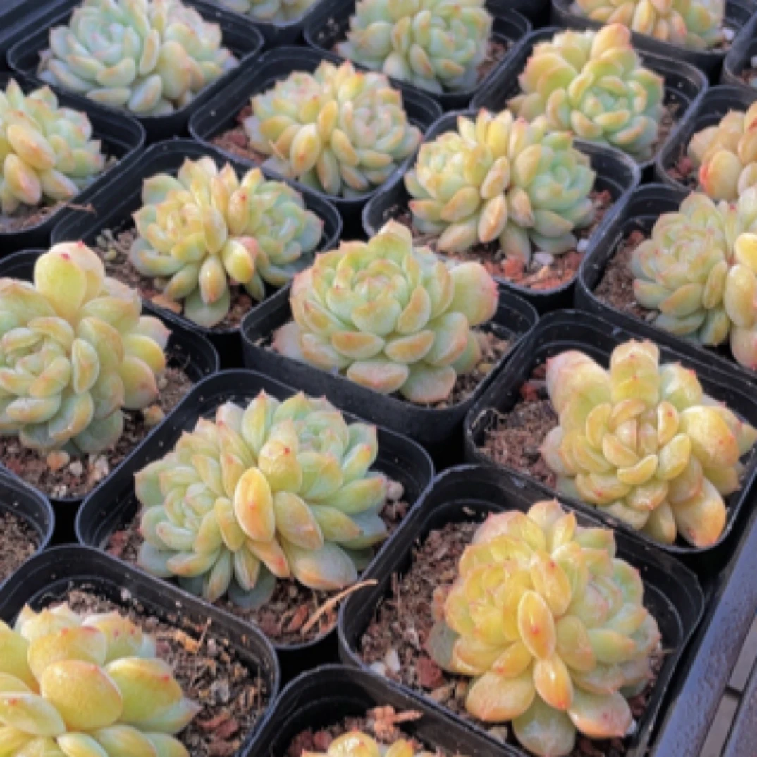 白恋双头6.5cm盆【满9.9包邮】多肉植物以直播间展示为准