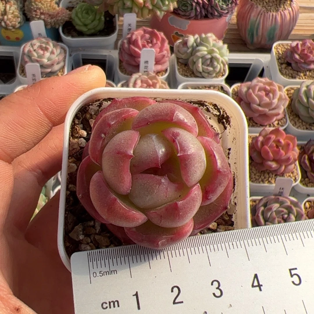 @*夏356 多肉植物组合盆栽