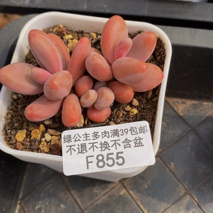 糖果美人6cm855多肉植物