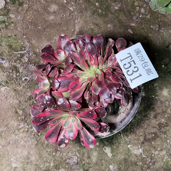 531美杜莎缀多肉植物