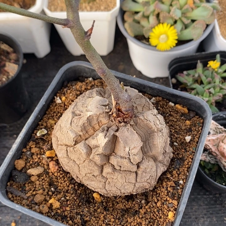 龟甲龙，一物一拍，无根。脱土发