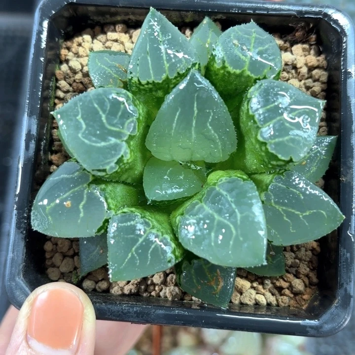 母本池田玻璃克多肉植物