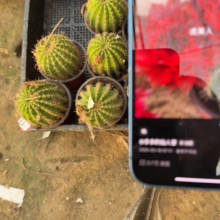 仙人球彩草歪虞美人根