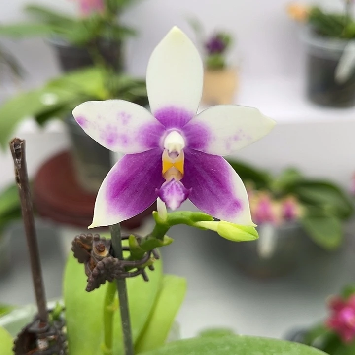 完全开放2.5寸杯BKH2248超浓香