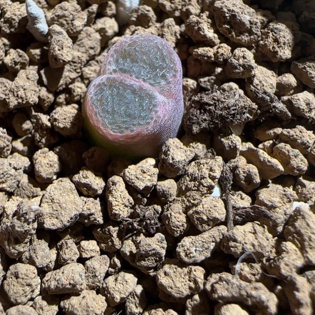 豆***了肉锥多肉植物组合-10km风铃729