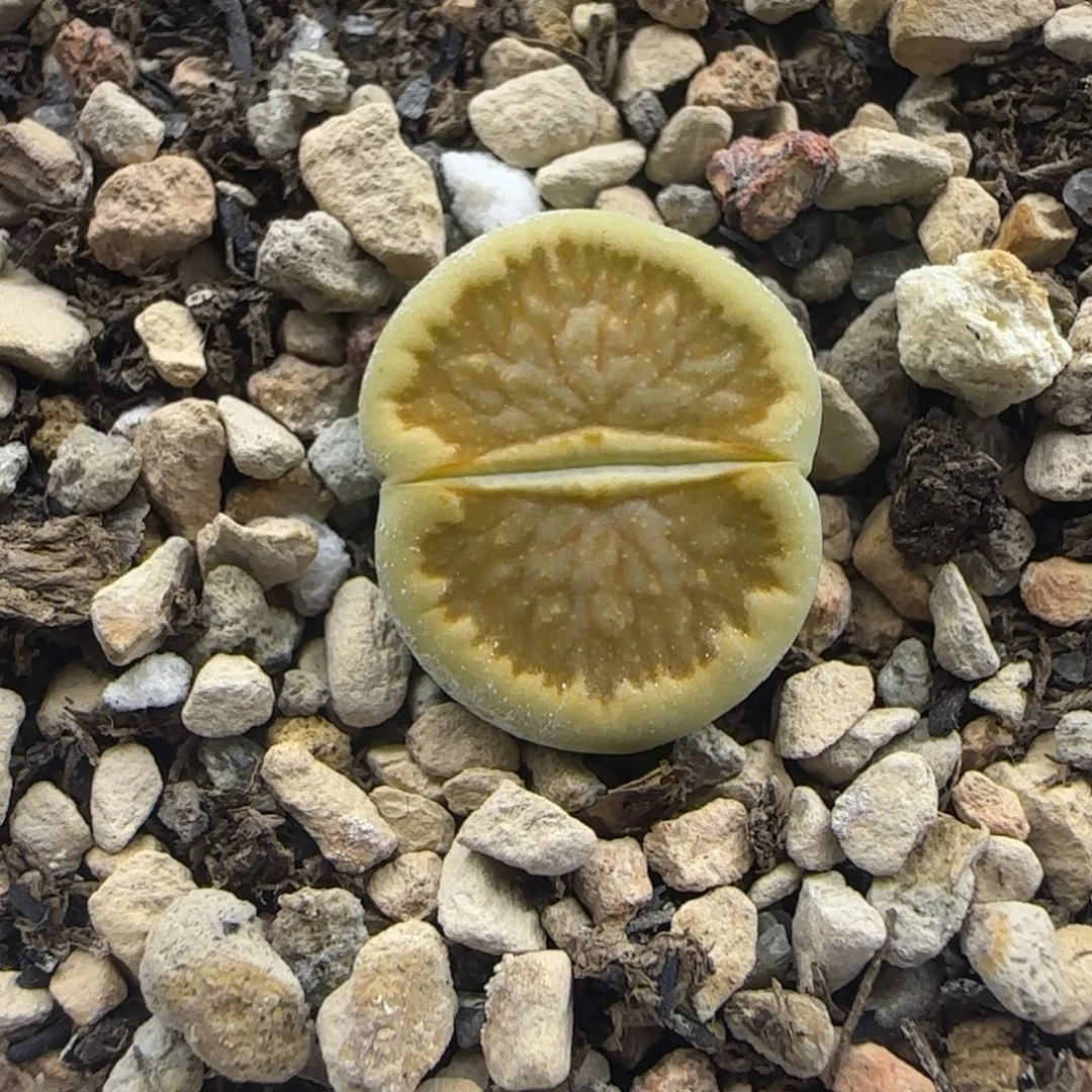 305金色星空绿菊大棚直播