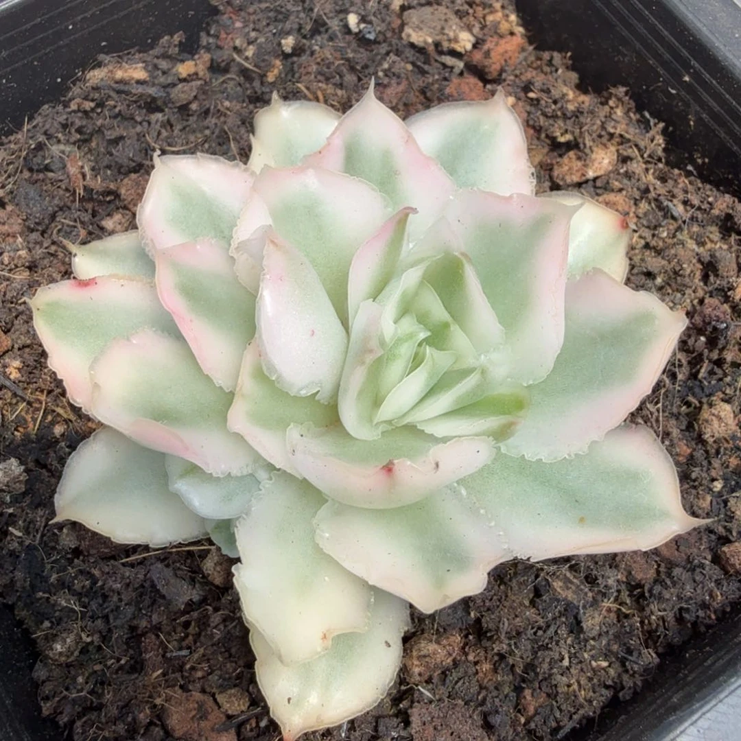 紫蝴蝶锦带侧芽腹欧你锦