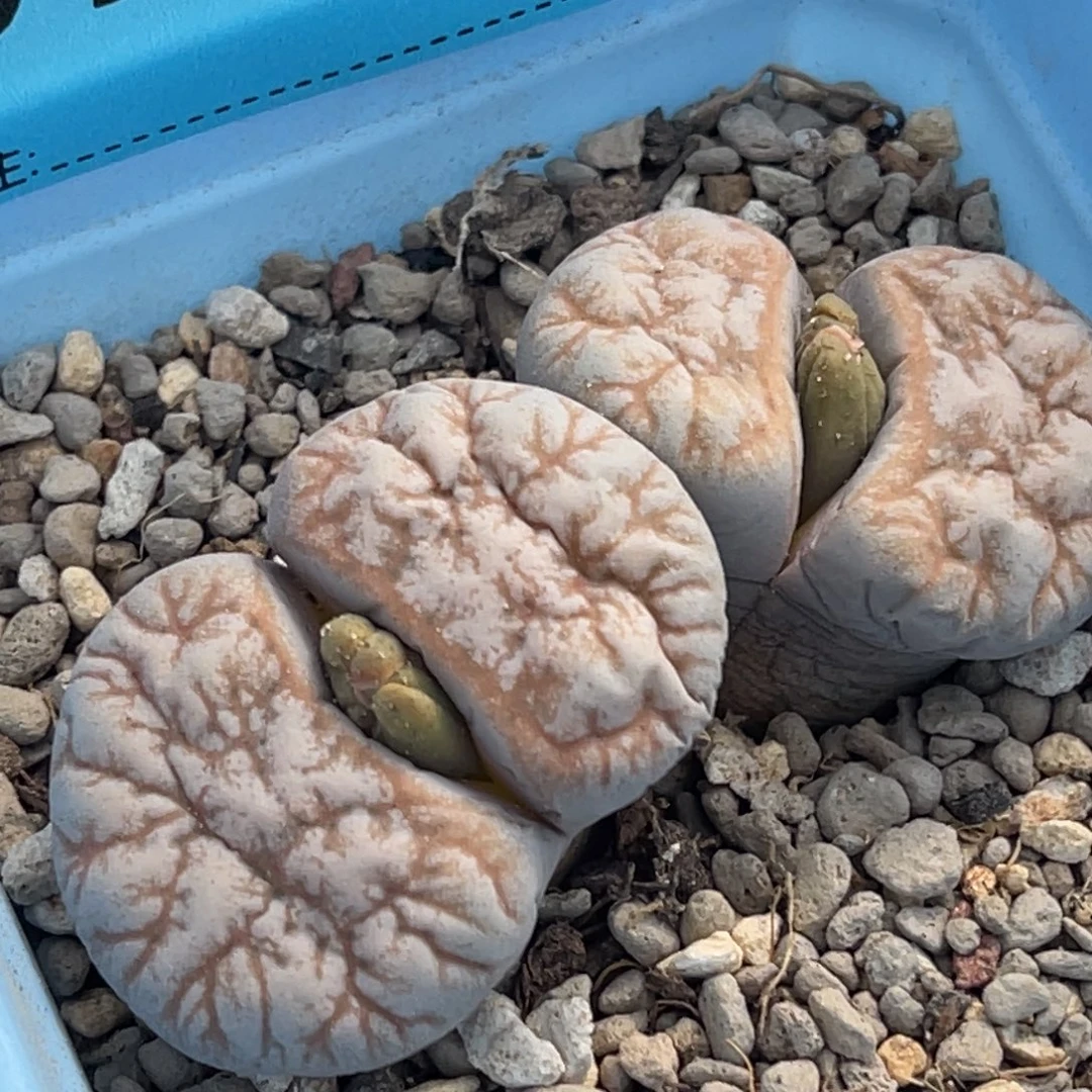 7073双头睫毛向日葵一颗