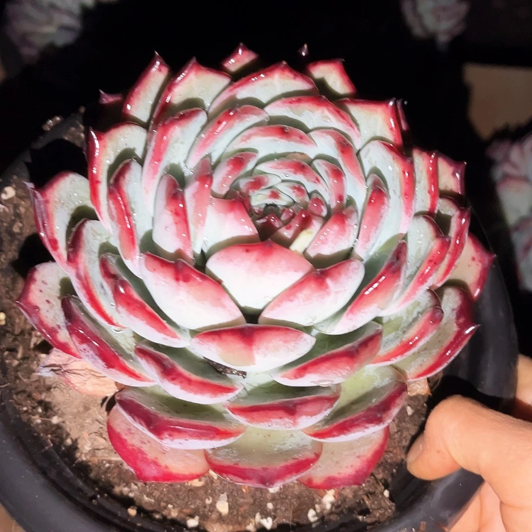 红拉糖19.99多肉植物