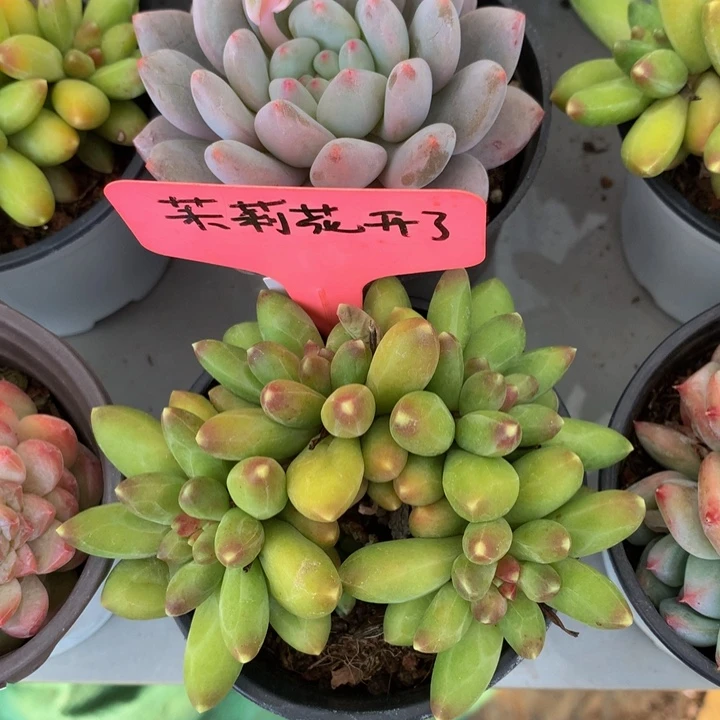 多体系和欧727272727